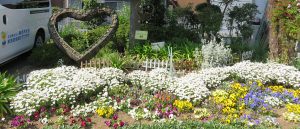 新吉田地域ケアプラザの花壇